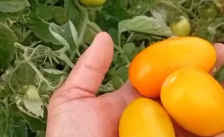 В Атырауской области стартовал сбор урожая, что стало значимым событием для местных аграриев и экономики региона.