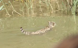 Rare Steppe Cat Spotted by Tourists in Kazakhstan's Akzhayik Reserve