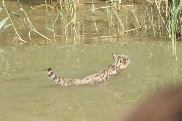 Rare Steppe Cat Spotted by Tourists in Kazakhstan's Akzhayik Reserve Атырау