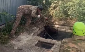 Спасательная операция в Атырау: лошадь извлекли из открытого люка