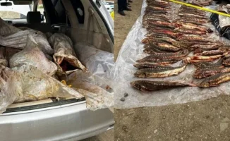В Атырау изъяли 277 кг осетровой рыбы: борьба с браконьерством продолжается